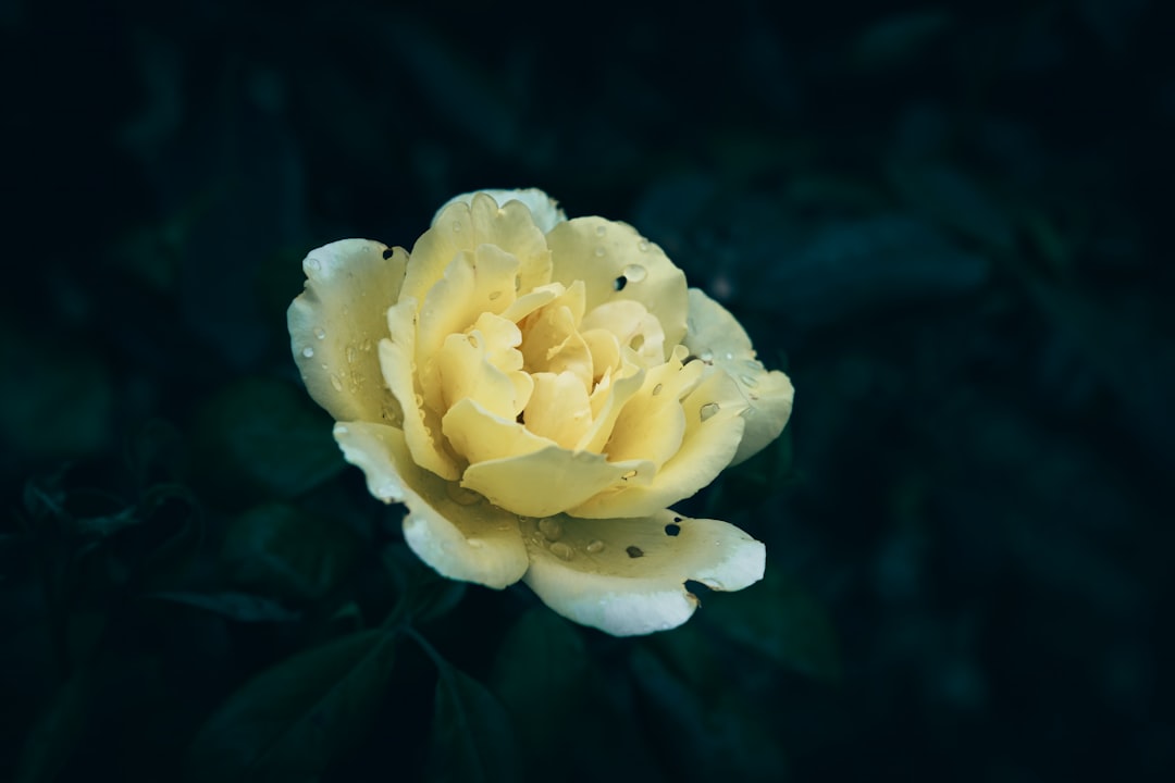 Garten Naturgeschenke