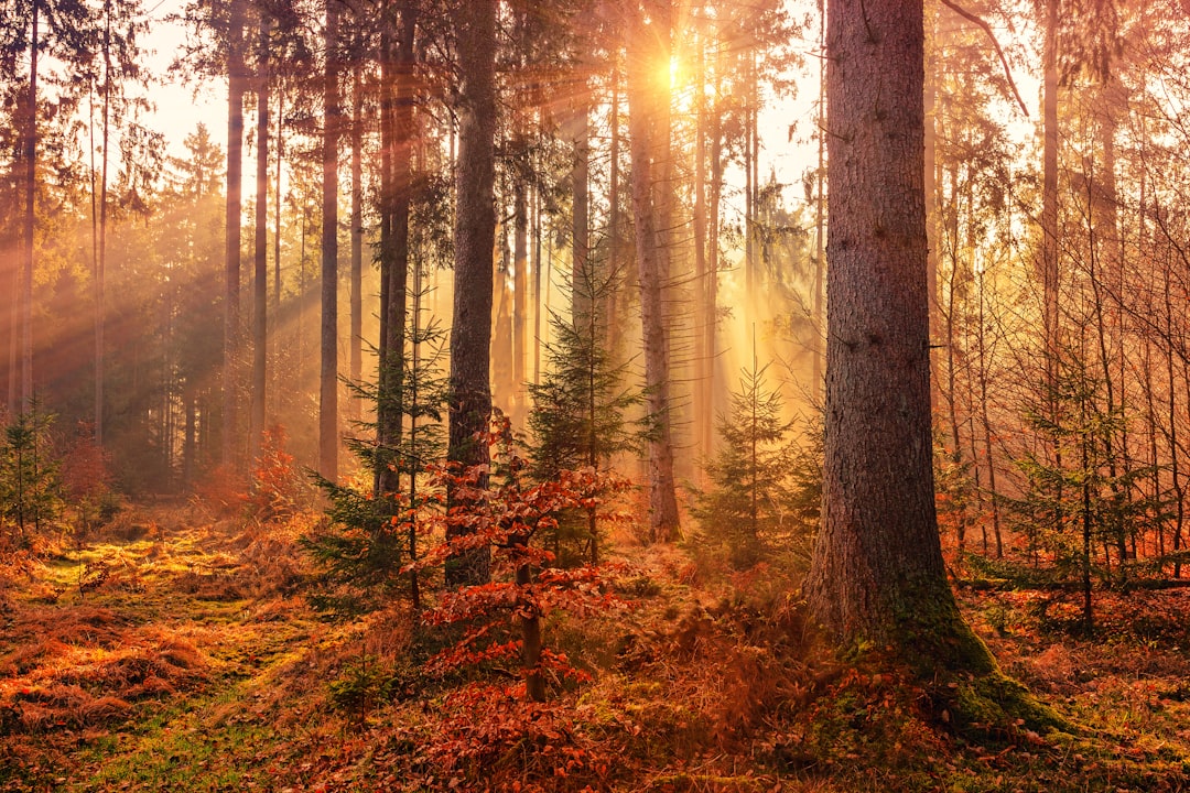 Nature Nachhaltige Weihnachtsgeschenke