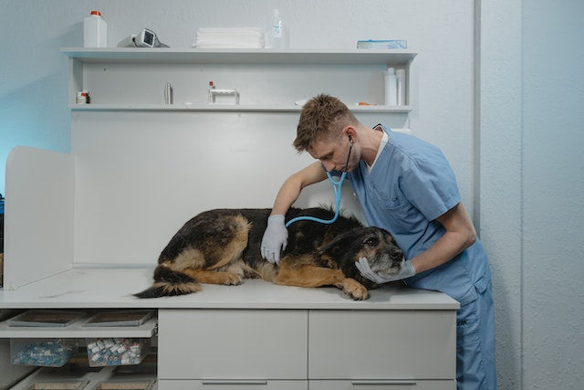 Hundeklinik