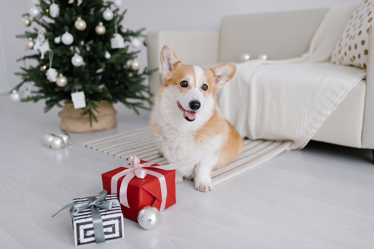 corgi mit geschenken