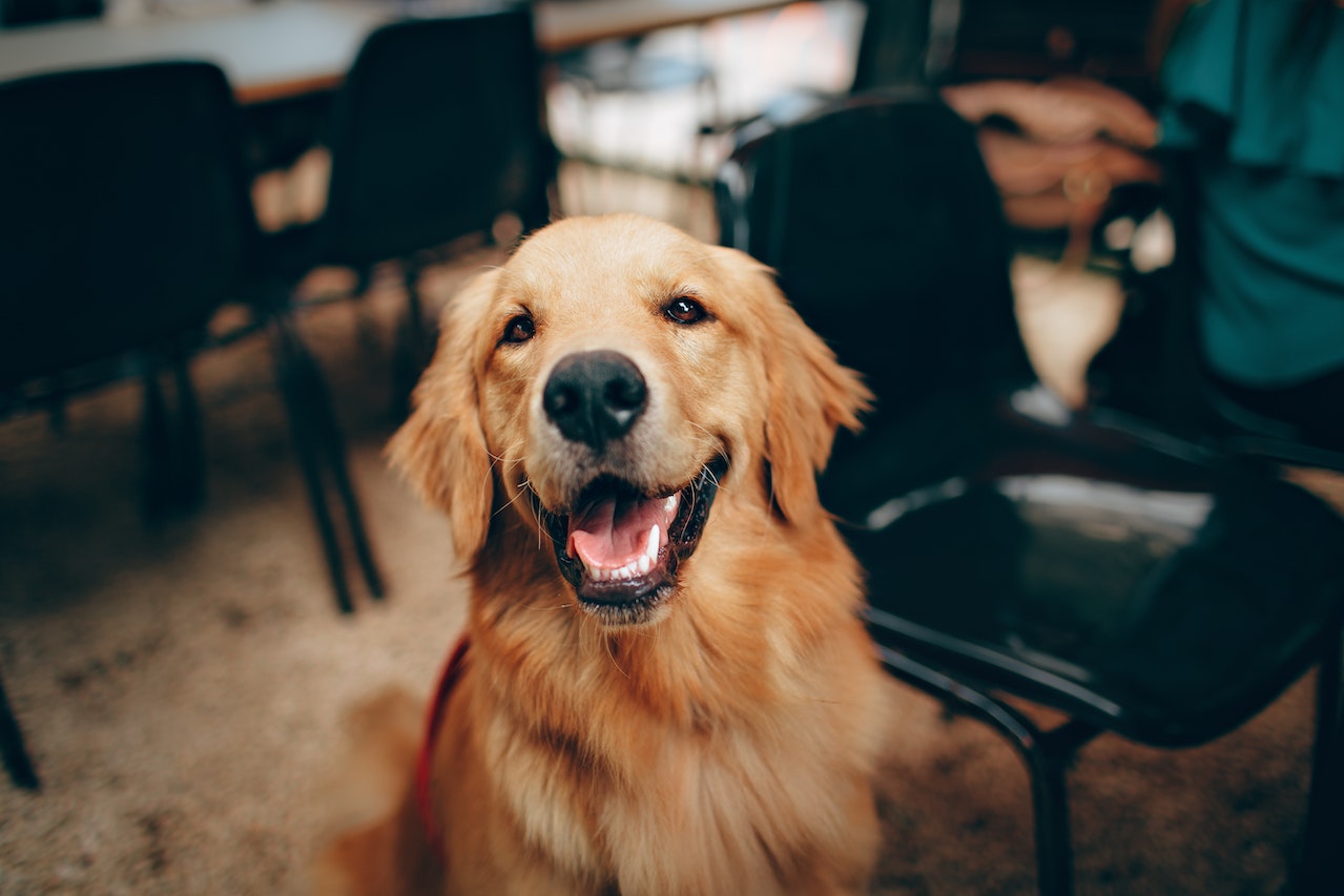 glücklicher Hund